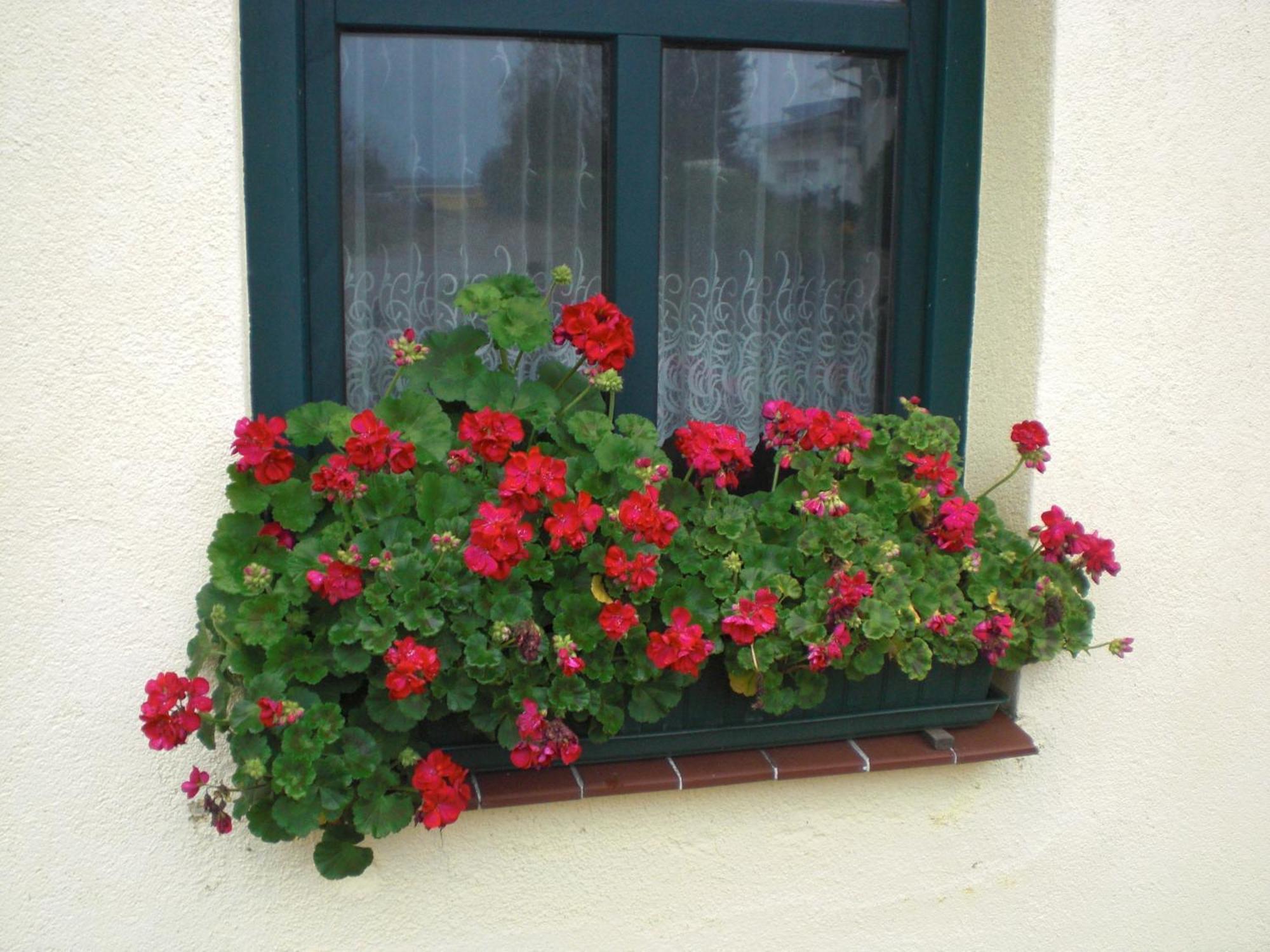 Apartamento Kleine Sonnenblume Ueckermünde Exterior foto